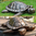 Schildkröte 67 cm lang kupfer